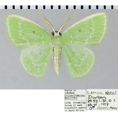 /filer/webapps/moths/media/images/G/germana_Comostolopsis_AM_ZSMa.jpg