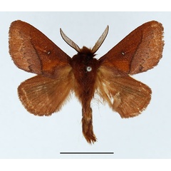 /filer/webapps/moths/media/images/V/vulpicolor_Phoenicladocera_AM_Basquin_03.jpg