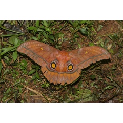 /filer/webapps/moths/media/images/X/xanthomma_Nudaurelia_A_Jorpeland.jpg