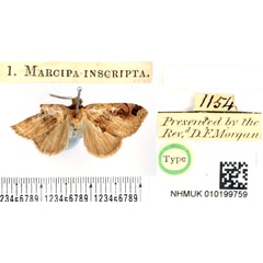/filer/webapps/moths/media/images/I/inscripta_Marcipa_HT_BMNH.jpg