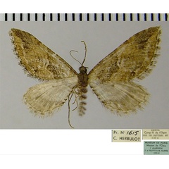 /filer/webapps/moths/media/images/M/medilunata_Eupithecia_AF_ZSM.jpg