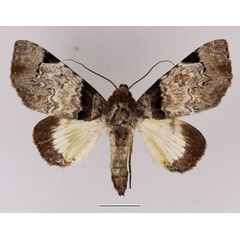 /filer/webapps/moths/media/images/M/magnifica_Amblyprora_AF_Basquin_02.jpg