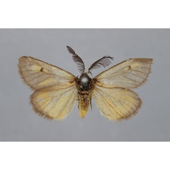 /filer/webapps/moths/media/images/F/fulvinota_Opsaroa_HT_BMNH.jpg