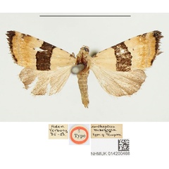 /filer/webapps/moths/media/images/M/mesozona_Xanthoptera_HT_BMNH.jpg