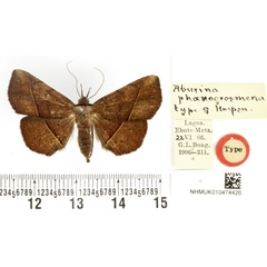 /filer/webapps/moths/media/images/P/phoenocrosmena_Aburina_HT_BMNH.jpg