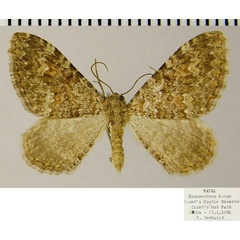 /filer/webapps/moths/media/images/U/undulosata_Mimoclystia_AF_ZSM.jpg