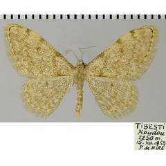 /filer/webapps/moths/media/images/R/romanarioides_Glossotrophia_AM_ZSMa.jpg