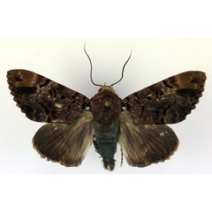/filer/webapps/moths/media/images/A/albicollis_Pseudoarcte_A_RMCA.jpg