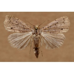 /filer/webapps/moths/media/images/M/melanospila_Janseodes_A_Butler.jpg