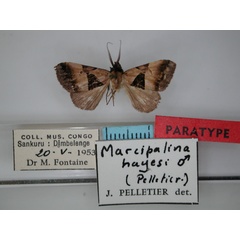 /filer/webapps/moths/media/images/H/hayesi_Marcipalina_PT_RMCA_01.jpg