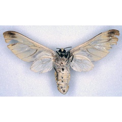 /filer/webapps/moths/media/images/R/rubrostriata_Balacra_HT_SNHM_02.jpg
