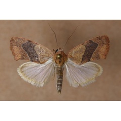 /filer/webapps/moths/media/images/R/rhoda_Neaxestis_A_Butler.jpg