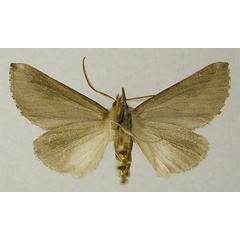 /filer/webapps/moths/media/images/D/drakensbergensis_Mauna_HT_ZSMb.jpg
