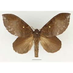 /filer/webapps/moths/media/images/L/leucophaea_Mallocampa_AF_Basquin.jpg