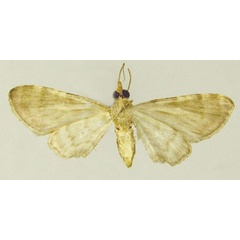 /filer/webapps/moths/media/images/C/comorana_Chloroclystis_AF_ZSMb.jpg
