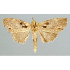 /filer/webapps/moths/media/images/A/agrotoides_Stenostaura_A_RMCA_02.jpg