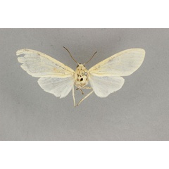 /filer/webapps/moths/media/images/R/rufifemur_Amerila_HT_BMNH.jpg