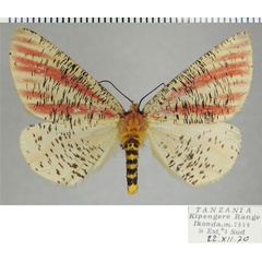 /filer/webapps/moths/media/images/R/roseovittata_Rhodophthitus_AF_ZSM.jpg