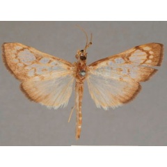 /filer/webapps/moths/media/images/R/rufilinealis_Chalcidoptera_ST_OUMNHa.01.jpg
