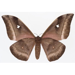 /filer/webapps/moths/media/images/A/alcinoe_Bunaea_AF_Basquinb.jpg