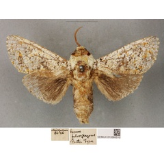 /filer/webapps/moths/media/images/F/fulvosparsus_Cossus_PLT_BMNH_01.jpg