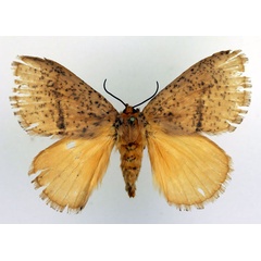 /filer/webapps/moths/media/images/F/fasciata_Scotinocerides_AF_Basquin.jpg