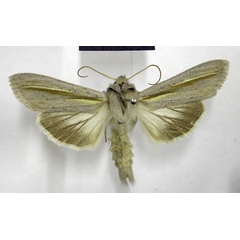 /filer/webapps/moths/media/images/P/pallidistria_Cucullia_AM_TMSA.jpg