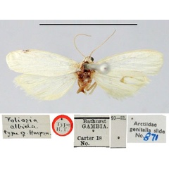 /filer/webapps/moths/media/images/A/albida_Poliosia_HT_BMNH.jpg