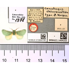 /filer/webapps/moths/media/images/C/chloronoton_Coenobasis_HT_BMNH.jpg