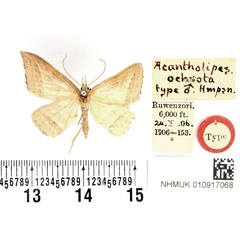 /filer/webapps/moths/media/images/O/ochrota_Acantholipes_HT_BMNH.jpg
