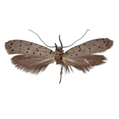 /filer/webapps/moths/media/images/S/staudei_Yponomeuta_HT_TMSA.jpg