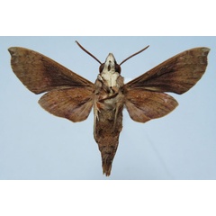 /filer/webapps/moths/media/images/C/chanudeti_Temnora_PTM_Basquinb.jpg