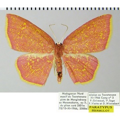 /filer/webapps/moths/media/images/C/corallina_Chrysocraspeda_PTF_ZSMa.jpg