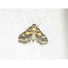 /filer/webapps/moths/media/images/T/tricoloralis_Eurrhyparodes_A_Goff_02.jpg