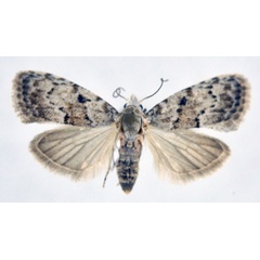 /filer/webapps/moths/media/images/P/poliophasma_Nola_A_NHMO.jpg