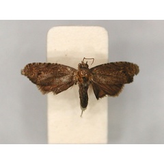 /filer/webapps/moths/media/images/M/monospora_Thylacogaster_LT_RMCA_01.jpg