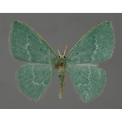 /filer/webapps/moths/media/images/C/capensis_Comostolopsis_A_ZSM_01.jpg