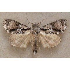 /filer/webapps/moths/media/images/P/paragrapha_Craniophora_A_Butler_01.jpg