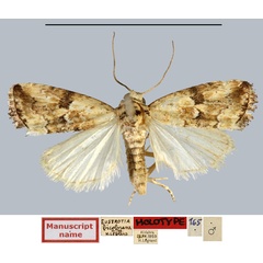 /filer/webapps/moths/media/images/B/bicolorana_Rivula_HT_MNHN.jpg