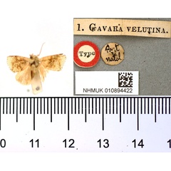 /filer/webapps/moths/media/images/V/velutina_Gavara_HT_BMNH.jpg