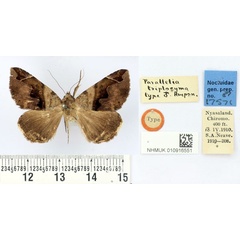 /filer/webapps/moths/media/images/T/triplocyma_Parallelia_HT_BMNH.jpg