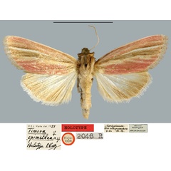 /filer/webapps/moths/media/images/E/epimethea_Timora_HT_MNHN.jpg