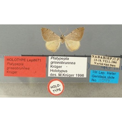 /filer/webapps/moths/media/images/G/griseobrunnea_Platypepla_HT_TMSA.jpg
