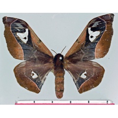 /filer/webapps/moths/media/images/A/angulata_Holocerina_AF_Basquin.jpg
