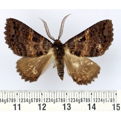 /filer/webapps/moths/media/images/C/congoensis_Hypersypnoides_AM_BMNH.jpg