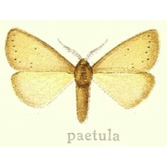 /filer/webapps/moths/media/images/P/paetula_Laeliolina_HT_Hering_28e.jpg
