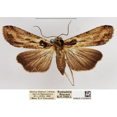 /filer/webapps/moths/media/images/M/malgassica_Gyrtona_AF_NHMUK.jpg