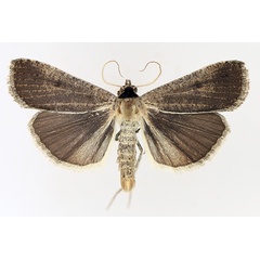 /filer/webapps/moths/media/images/P/plumbea_Tathorhynchus_AM_TMSA_01.jpg