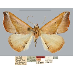 /filer/webapps/moths/media/images/C/chopardi_Sophtha_HT_MNHN.jpg