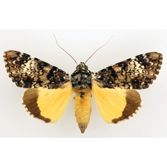 /filer/webapps/moths/media/images/P/pseudomarmoratus_Ulotrichopus_AM_TMSA_01.jpg